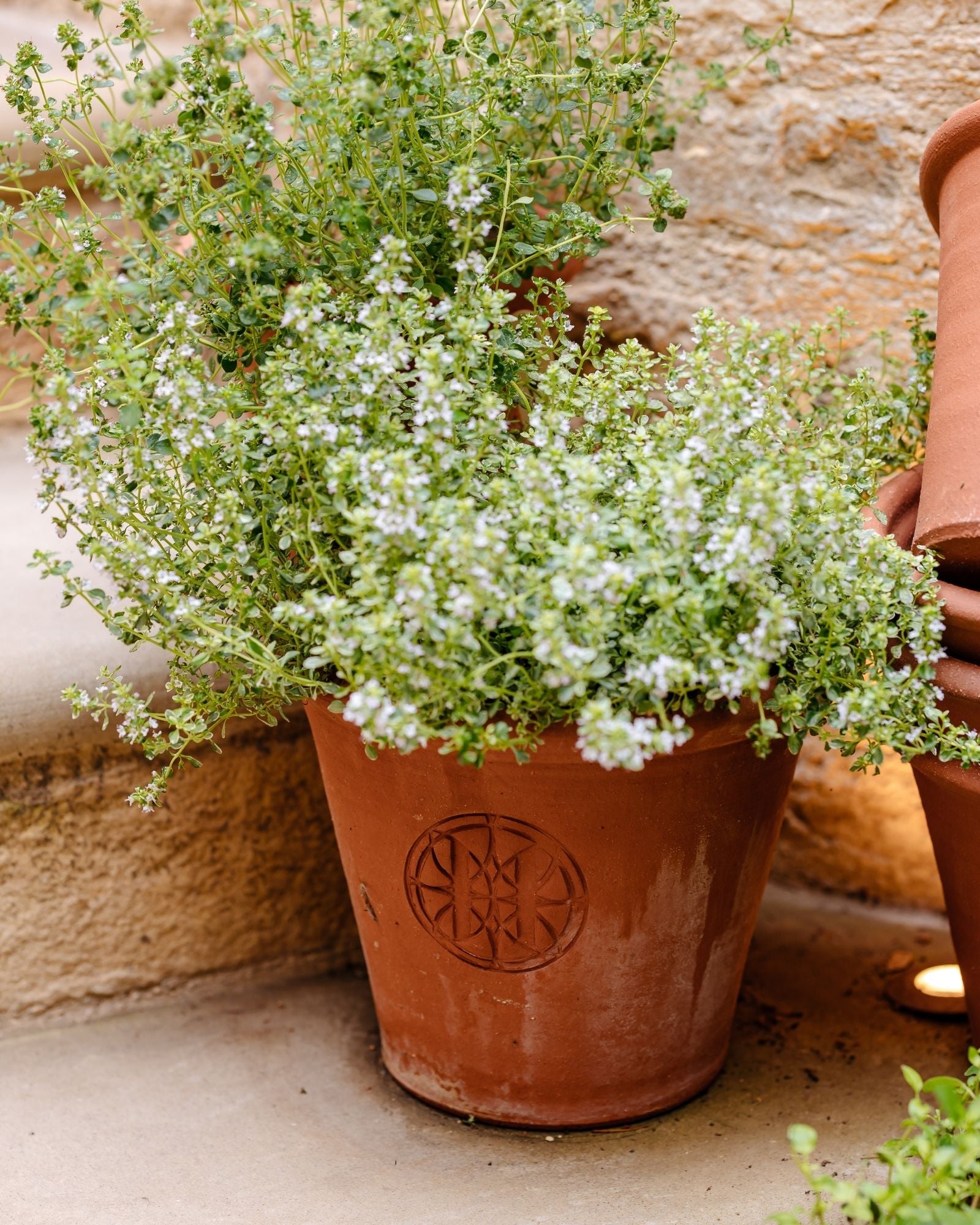 Terracotta pot with a green plant against a stone wall
