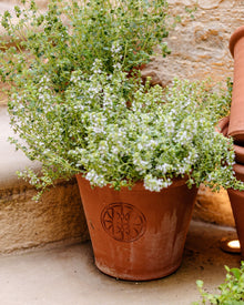 Terracotta pot with a green plant against a stone wall