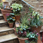 a group of terracotta pots planted with winter plants