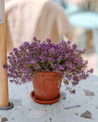 Potted plant with purple flowers on a table