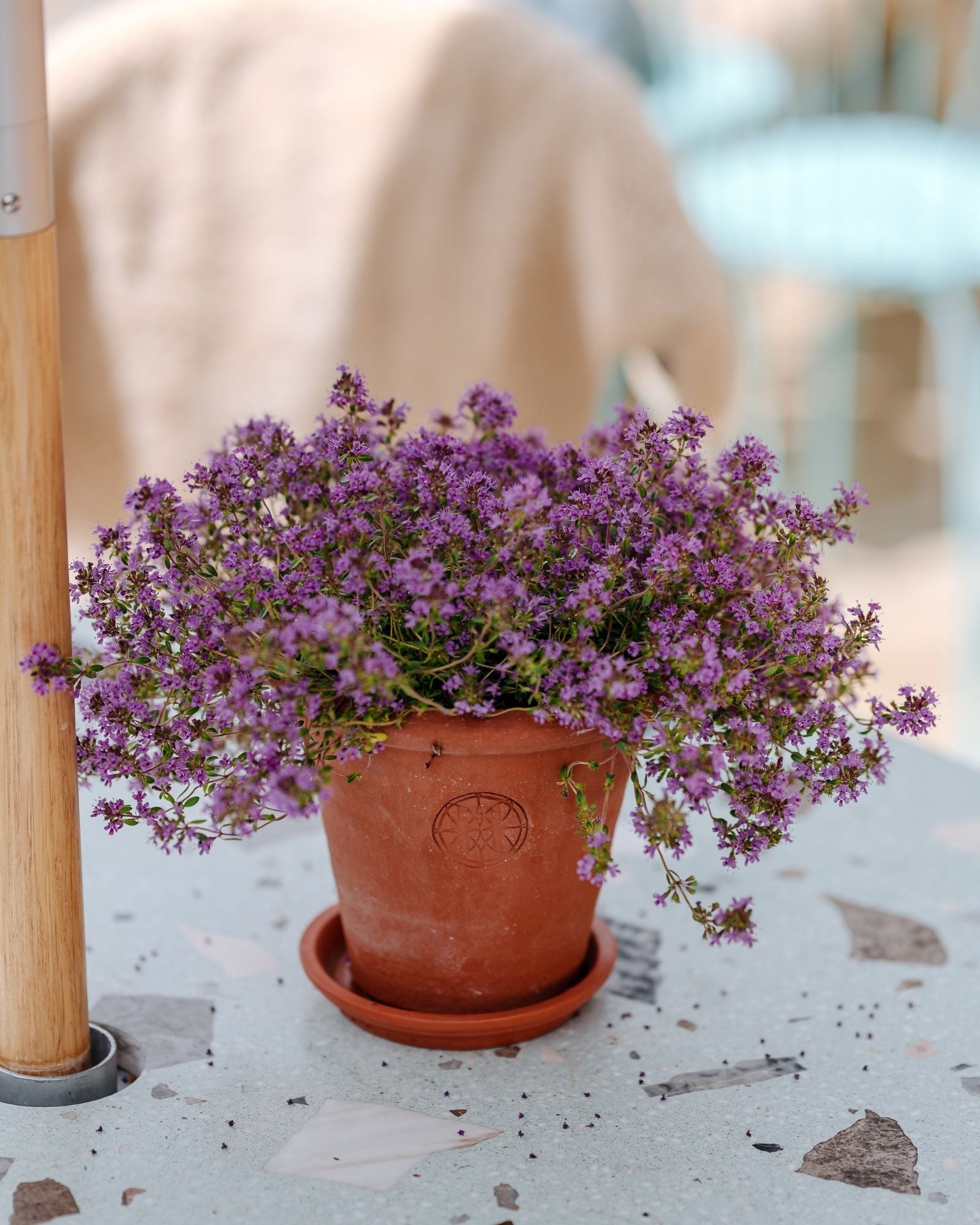 Potted plant with purple flowers on a table