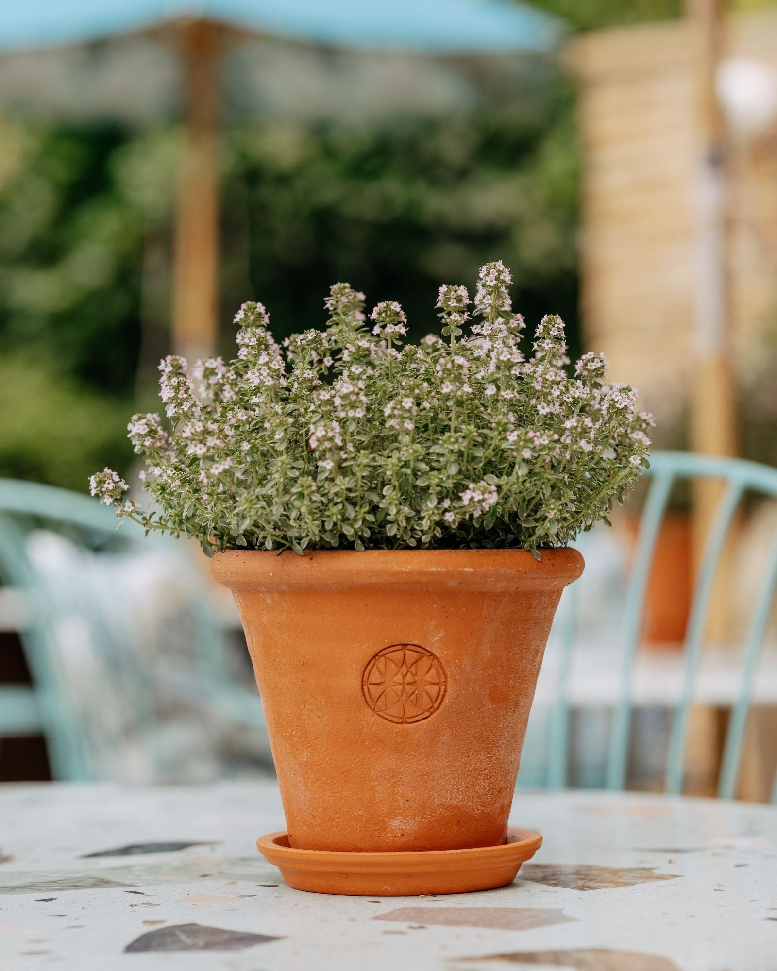 Terracotta pot with a potted plant on a table outdoors