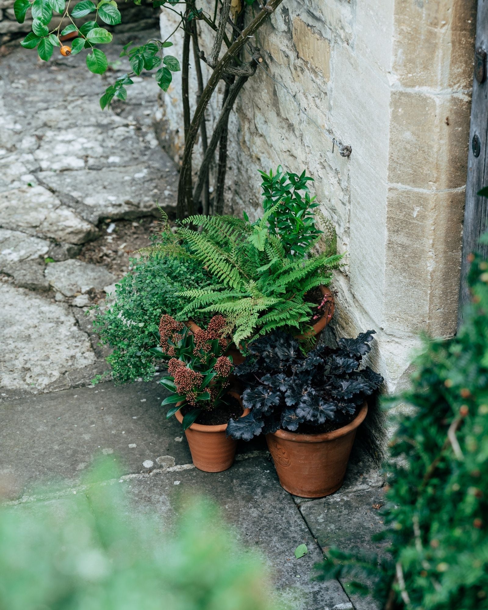 Potted plants against a stone wall