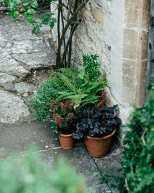 Potted plants against a stone wall