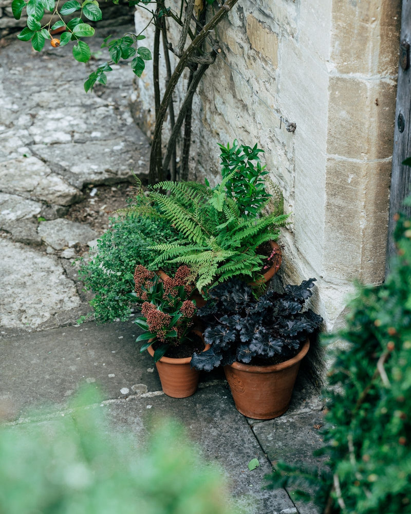 Potted plants against a stone wall